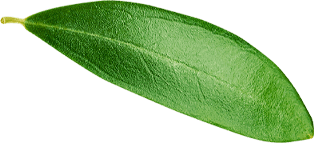 Corporate Social Responsibility